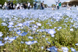 2025toneri-nemofira1