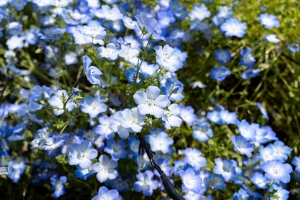 2025toneri-nemofira4