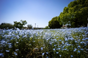 2025toneri-nemofira5