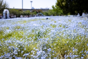 2025toneri-nemofira6