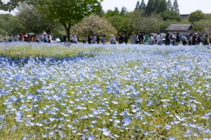 2025toneri-nemofira7